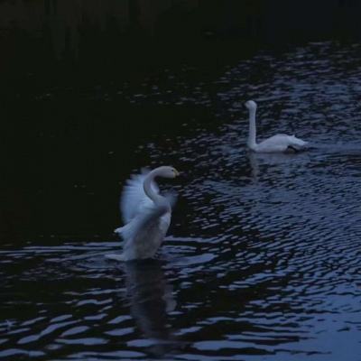 麻将胡了app手机app下